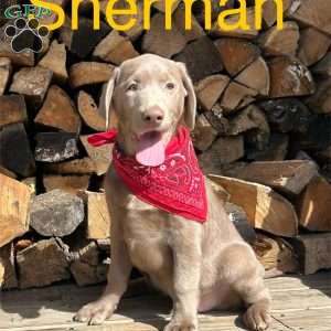 Sherman, Silver Labrador Retriever Puppy